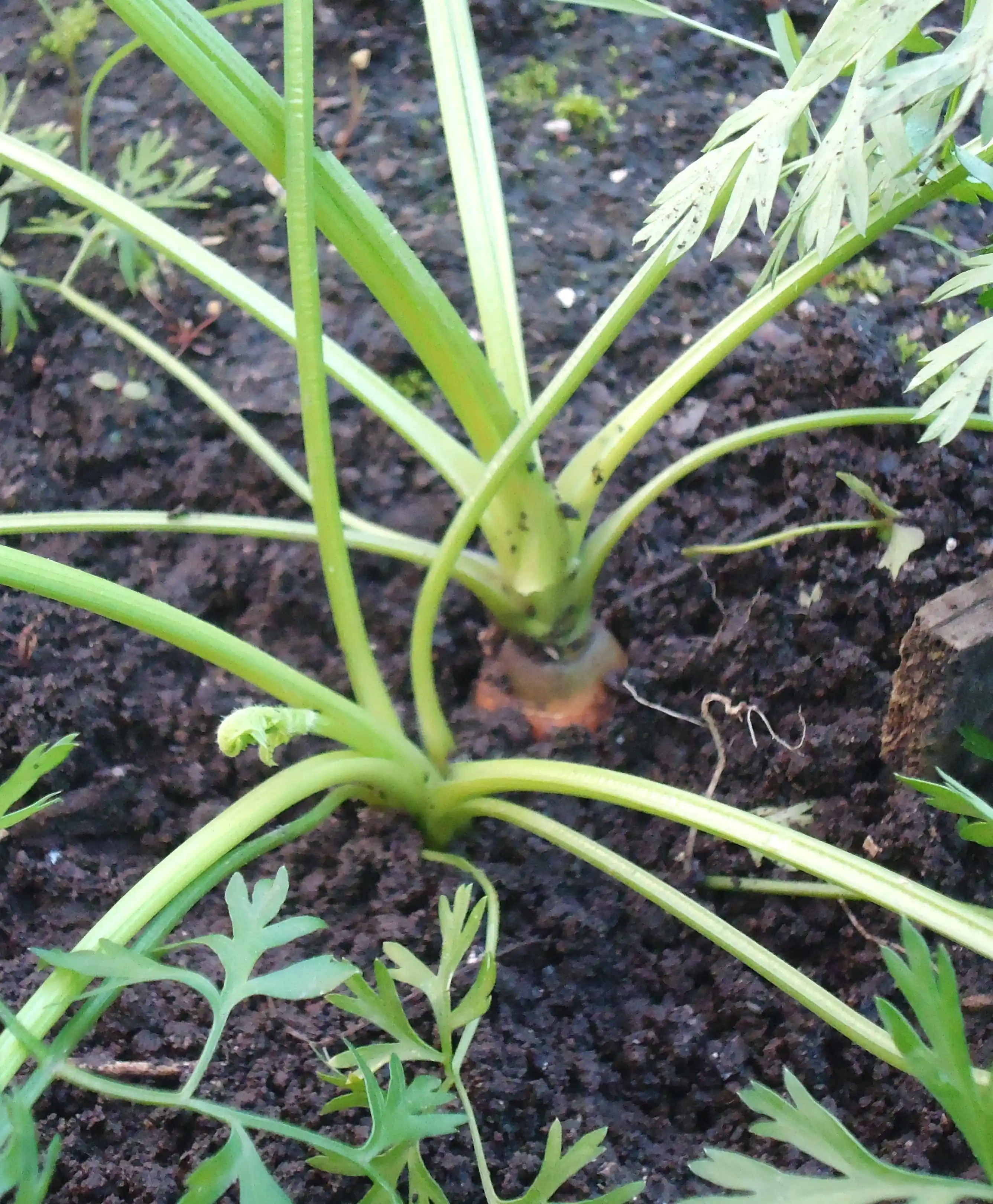 Azotea Verde 6